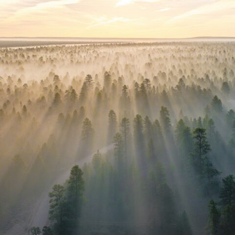 mountain with trees covered with fogs at daytime