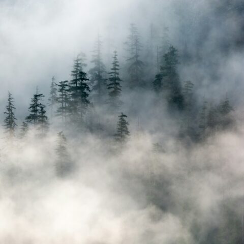 mountain covered with fogs