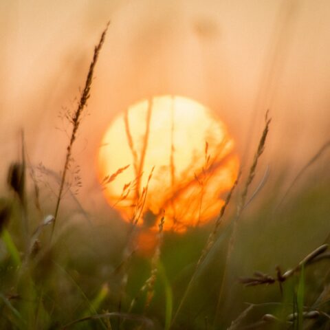 grasses and sun macro photography