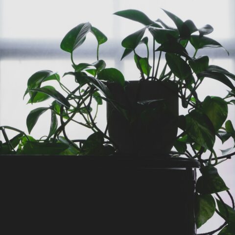 green plant on black pot